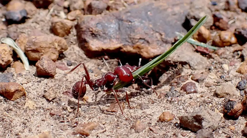 A giant red ant carries a blade of green grass over a gritty, rocky landscape