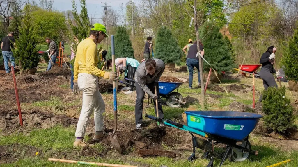 About a dozen people use shovels and wheelbarrows to dig up soil and plant trees.