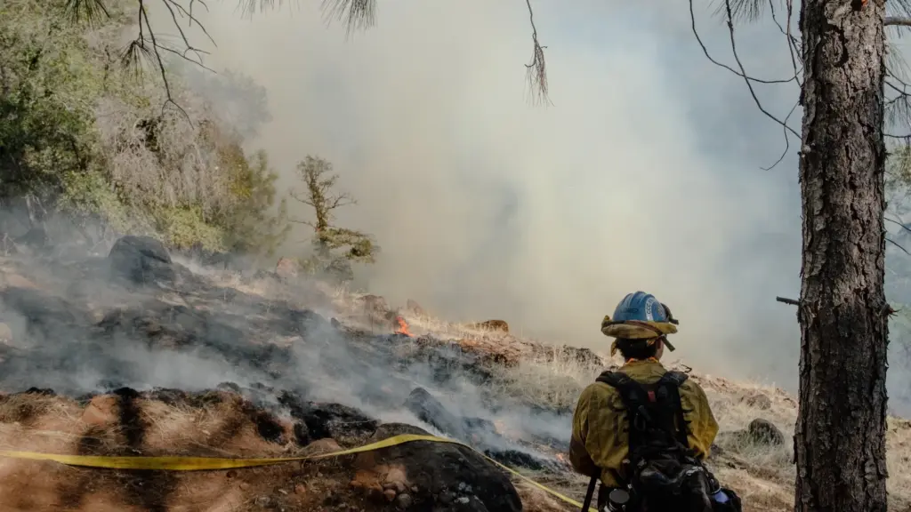 in the bottom right corner of the image, a fire fighter in a protective helmet and jacket stands next to a tree with their back facing the camera. They are looking towards brush that is on fire and the air in front of them is filled with smoke. There is a yellow hose across the ground marking the perimeter of the fire