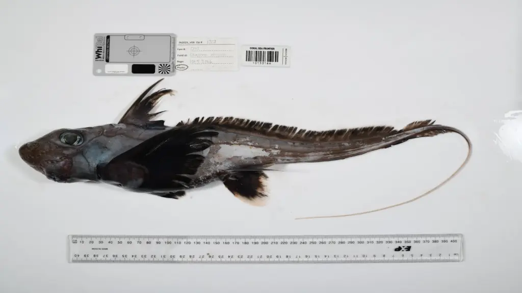 A dark-colored, shark-like fish, measuring more than a foot long.