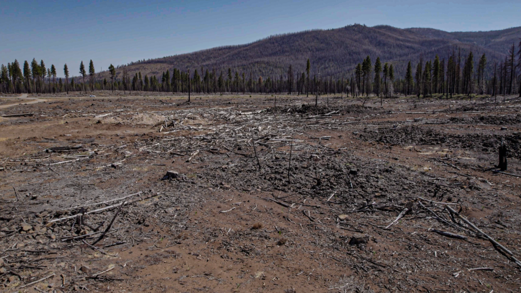 Forested land in California with some dead trees and a mountain