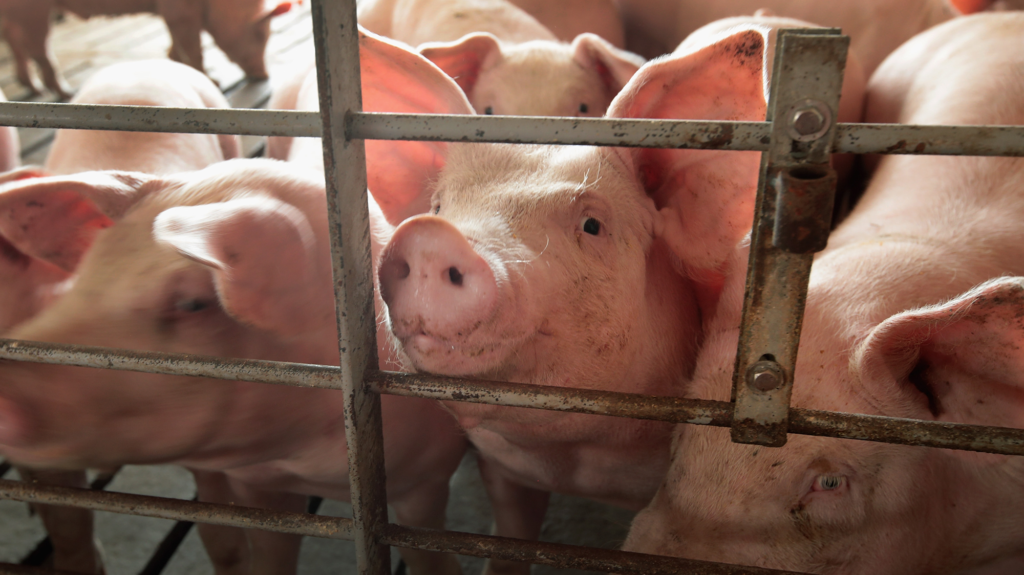 A pink hog looks out of a fence in a farm surrounded by other pigs.