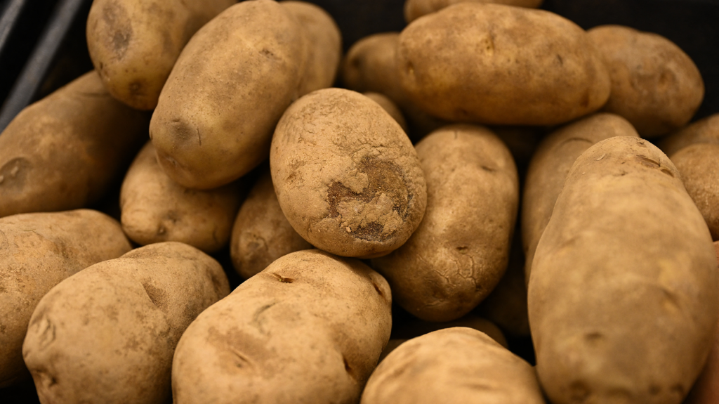 Russet potatoes at a grocery store.