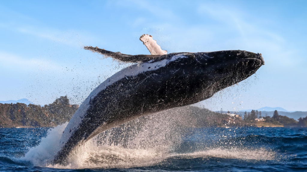 Photo of a humpback whale just as it has breached the water.