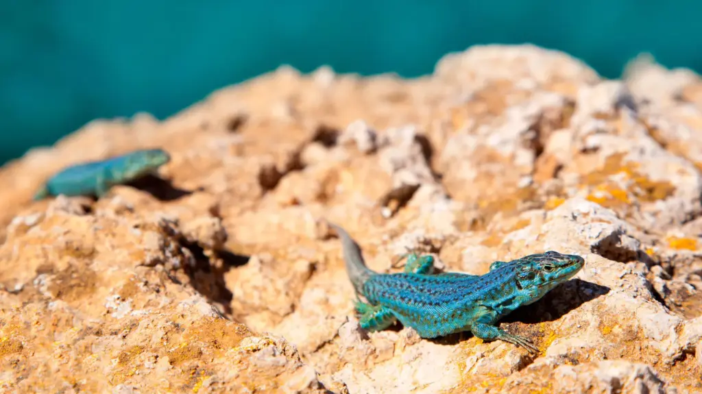 two bright blue lizards rest on a rock with the sea in the background