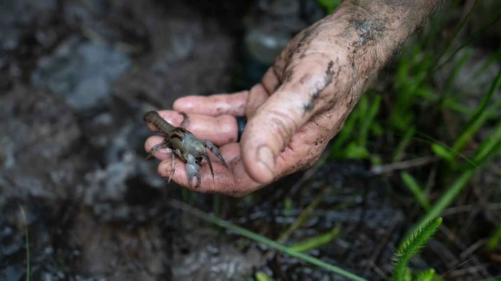 A muddy hand holds up a gray bog crayfish.