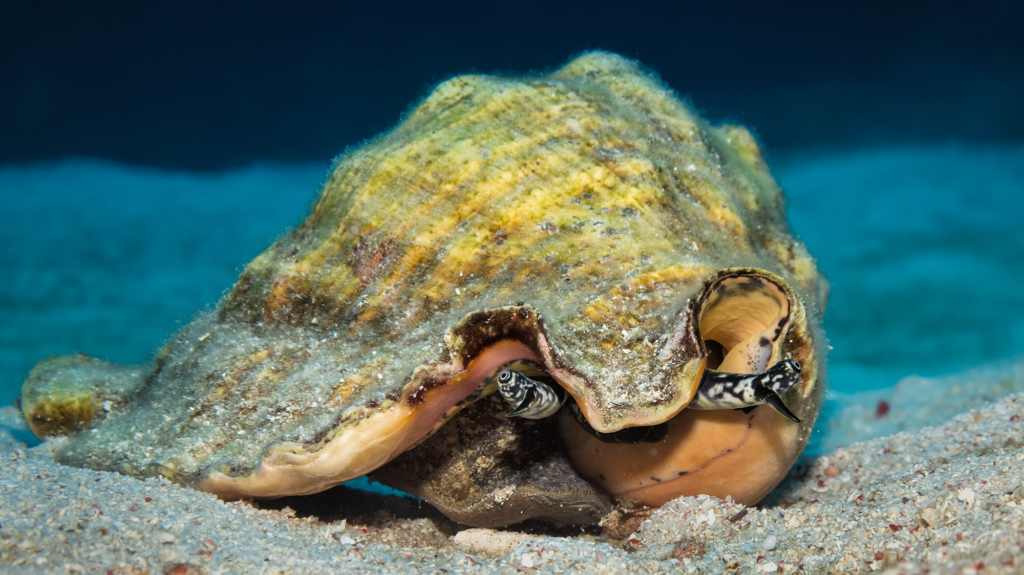 A creature's eye looks out of a yellow conch shell on the sandy sea floor.