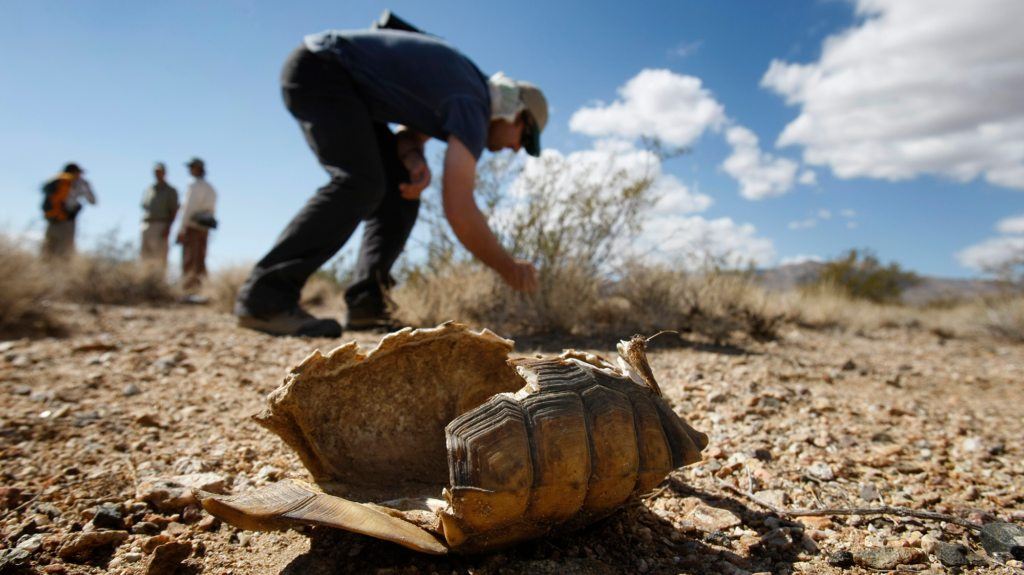 A dried out and empty tortous shell lies on the desert floor in front of a person who is crouched over by a shrub.