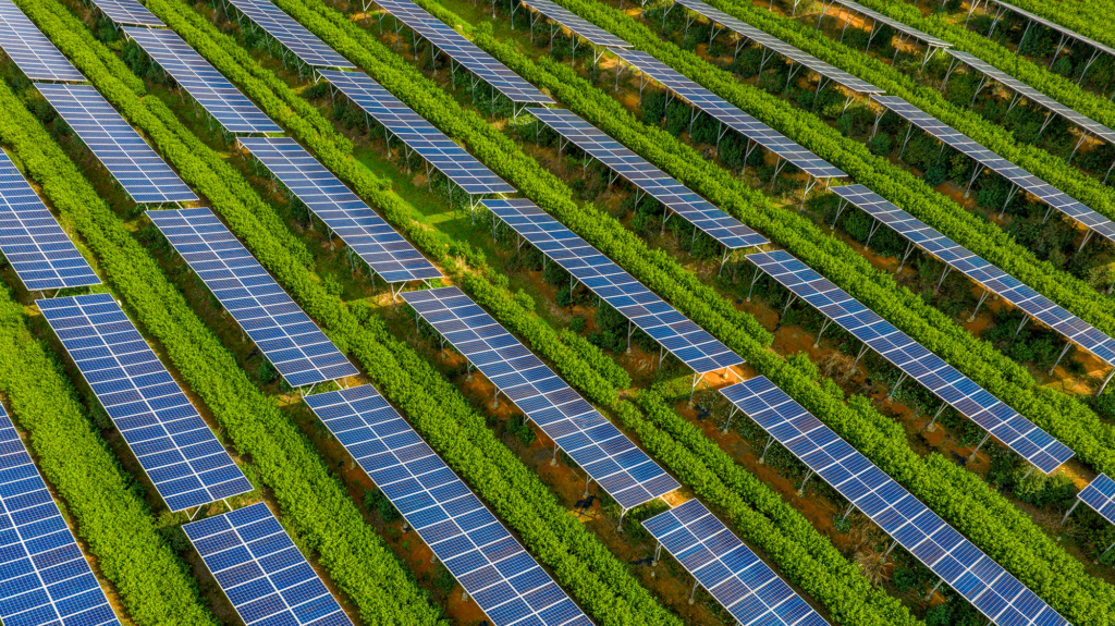 Array of solar panels lines up divided by greenery.