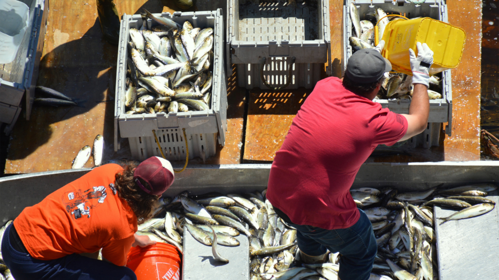 A man in an orange shirt and a man in a red shirt dump out buckets of silver-colored fish into grey bins.