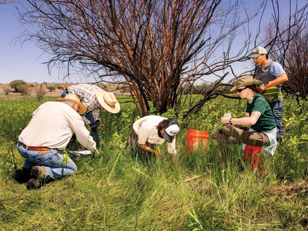Five people gather around in front of a leafless tree to plant orchids in a field of greenery.