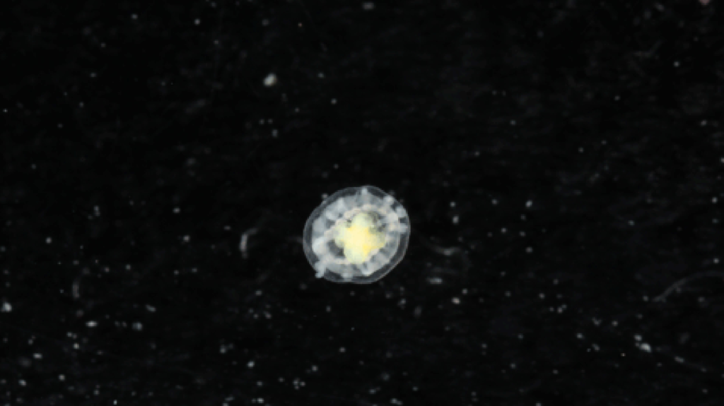 Small white specks, which are actually jellyfish standout in front of a black background.