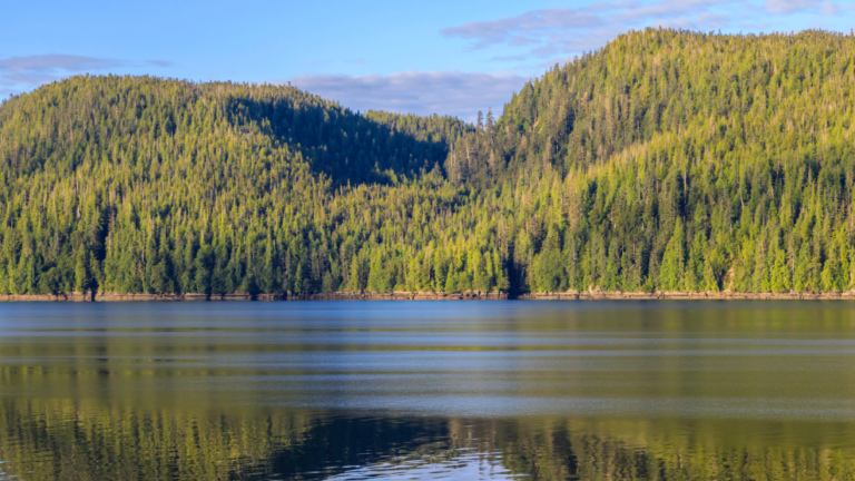 Looking across a fjord toward mountains forested with conifers.