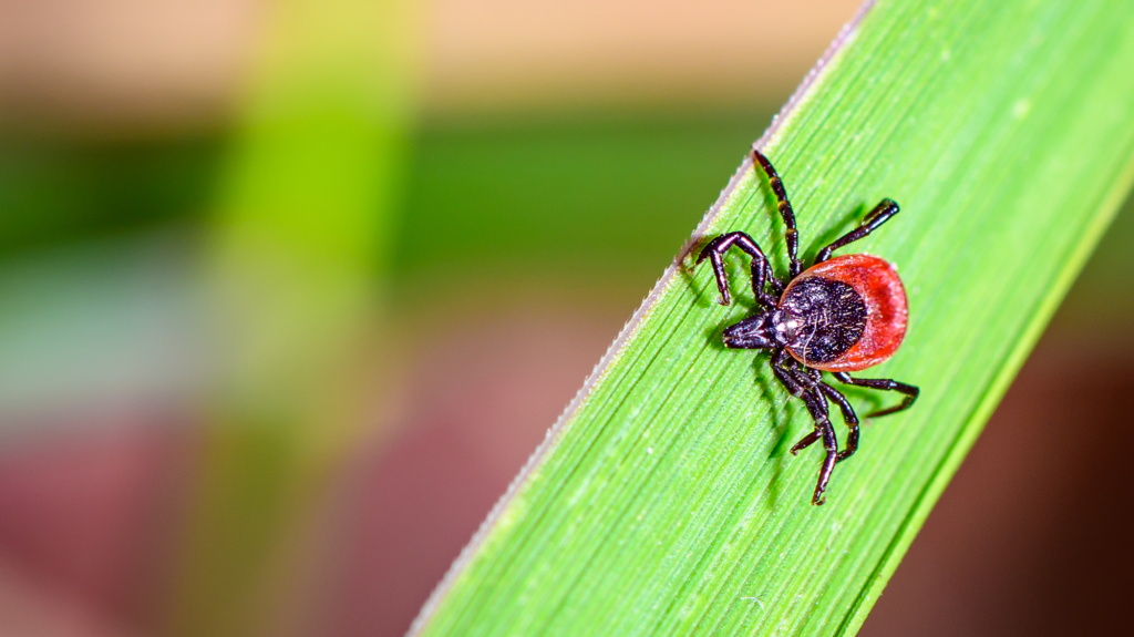 A brown and red tick sits on a green leaf.