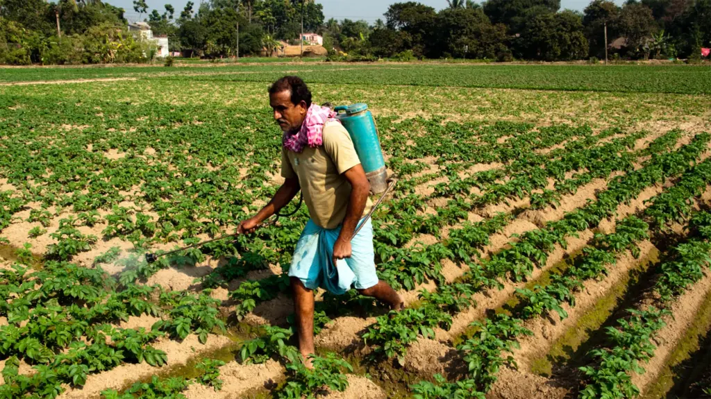 A middle-aged man with a light blue shorts and off-yellow t-shirt walking through a large field spraying pesticides.