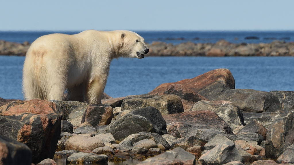 A polar bear stands on a rocky beach and stares at the sea.