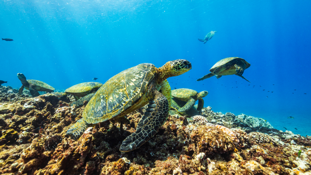 A family of green sea turtles resting on the reef underwater in clear blue ocean. Conservation efforts across dozens of countries have helped significantly rebuild global green sea turtle populations.