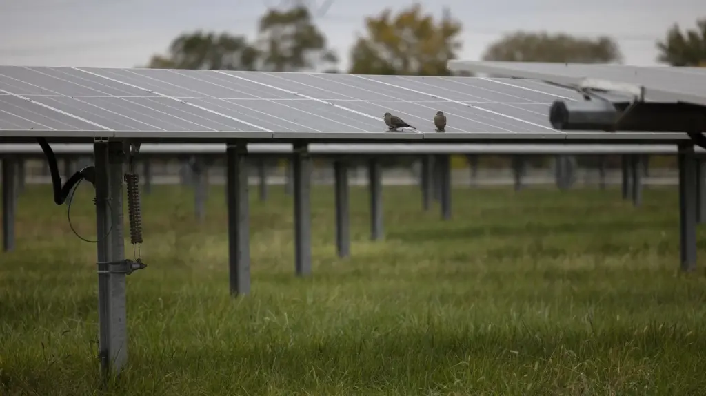 Mourning doves on solar panels.