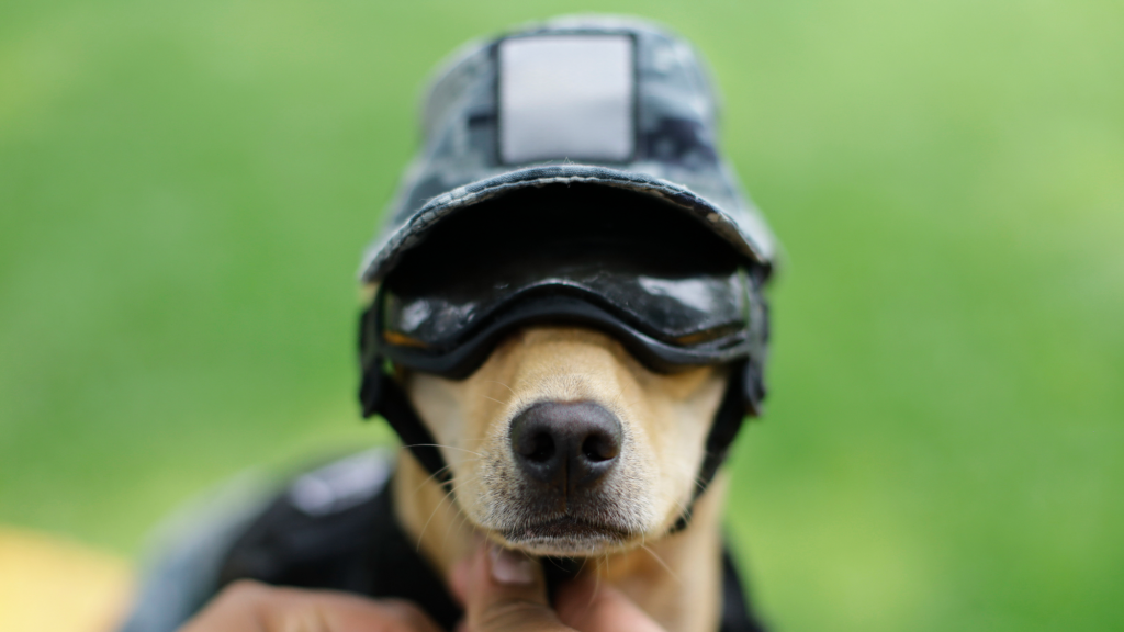 Commando Chihuahua in his helmet.